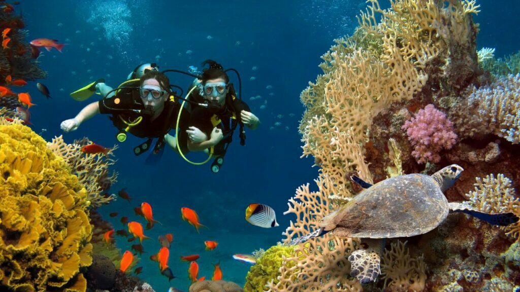 Deux individus qui plonge et découvre les corail. La plongée en Afrique du Sud